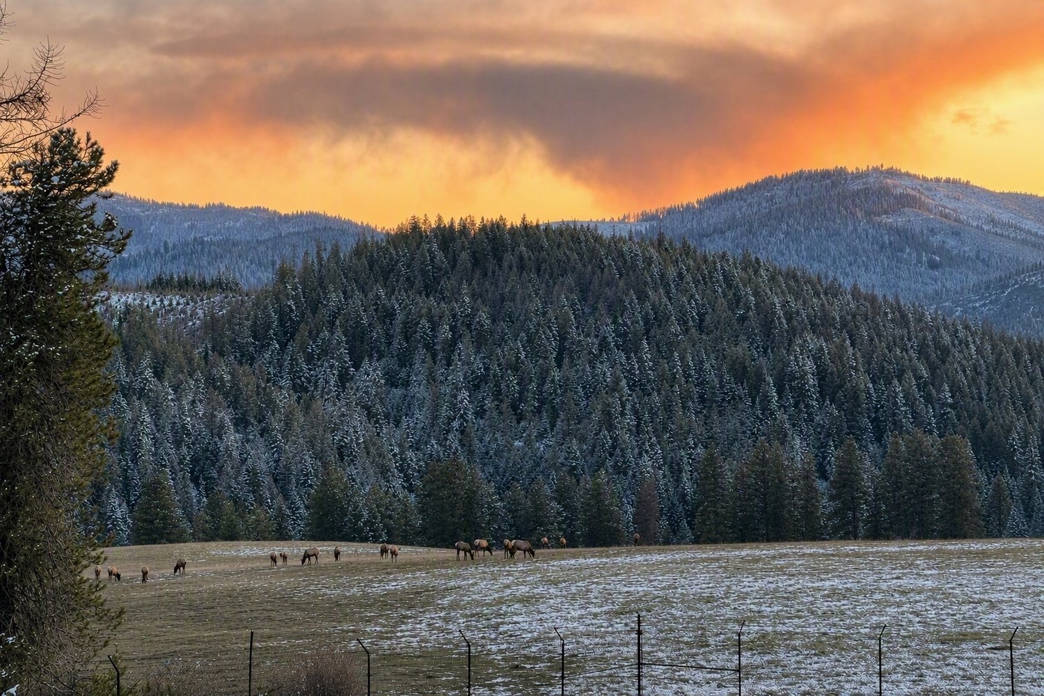 Elk in a western meadow below the surrounding mountain wall