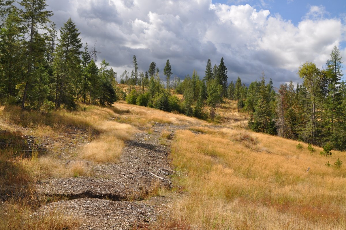 Lower 80 acres - trail path