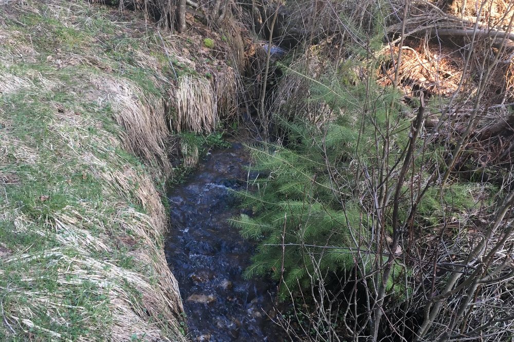 Seasonal creek on the estate