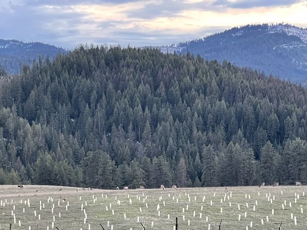 Young tree saplings in the upper 40 meadow