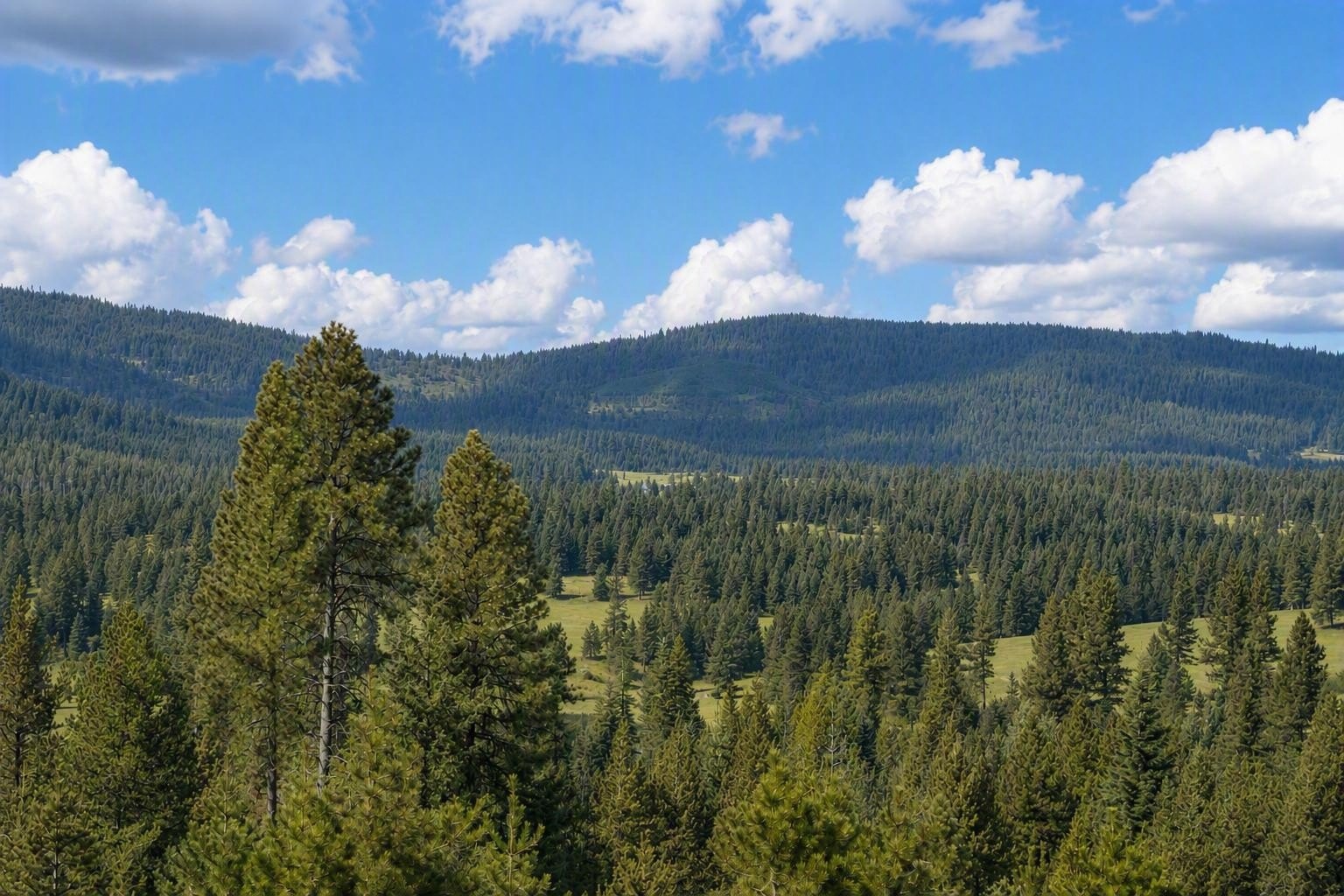 Maturing planted forest across the estate